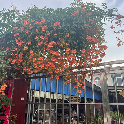 3棵小苗倒挂金钟凌霄花苗