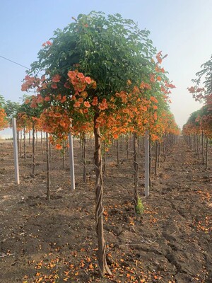 中华凌霄花苗老桩盆栽攀爬藤植物树桩耐寒炮仗花庭院阳台四季开花