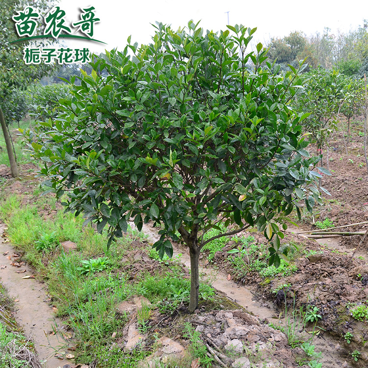 定制栀子花树球 庭院阳台园林绿化植物 枝叶繁茂 四季常青绿化树