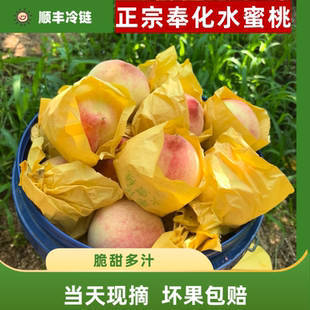 奉化水蜜桃正宗果园现摘礼盒桃子宁波特产【顺丰江浙沪皖包邮】