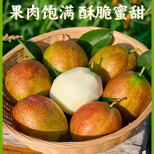 山东正宗阳信媚梨7号秋月梨新鲜水果富硒鸭梨皮薄汁多无渣香甜