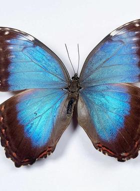 山闪蝶蓝色进口真蝴蝶标本未展翅原蝶 morpho peleides montezuma