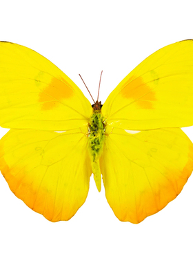 黄纹菲粉蝶 Phoebis philea 真蝴蝶标本未展翅原蝶 A1/A-