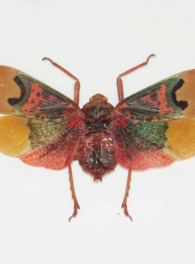 西蒂斯蜡蝉 Scamandra thetis 未整姿原虫 E011 原虫标本