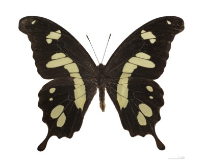 Papilio hesperus 钩翅翠凤蝶 F025 未展翅原蝶
