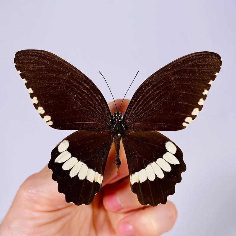 Papilio polytes ledebouria 美凤蝶 未展翅原蝶 A1/A-  C020