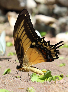 安芷凤蝶 进口真蝴蝶标本未展翅原蝶 Papilio androgeus A1/A-