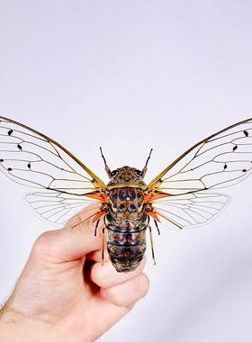 伪帝王蝉 Pomponia intermedia Spread 未整姿原虫 A1/A-