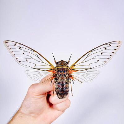 伪帝王蝉 Pomponia intermedia Spread 未整姿原虫 A1/A-