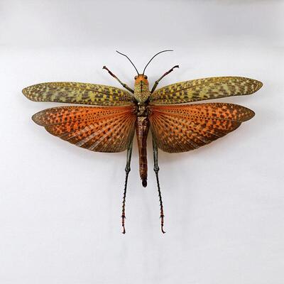 橙翅翼巨蝗 Tropidacris dux 未整姿原虫