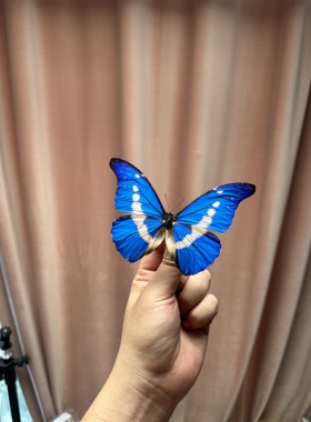 光明女神闪蝶 Morpho helena 进口真蝴蝶标本未展翅原蝶A1/A-