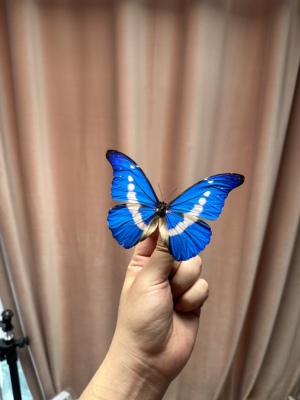 光明女神闪蝶真蝴蝶标本未展翅