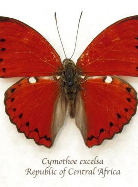 卓越漪蛱蝶 Cymothoe excelsa B001未展翅原蝶