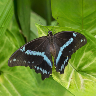 papilio nireus 绿霓德凤蝶 进口真蝴蝶标本A1未展翅原蝶科普教学