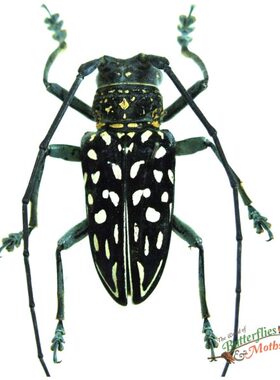 黄星天牛 Stellognata maculata F005 未整姿原虫昆虫标本