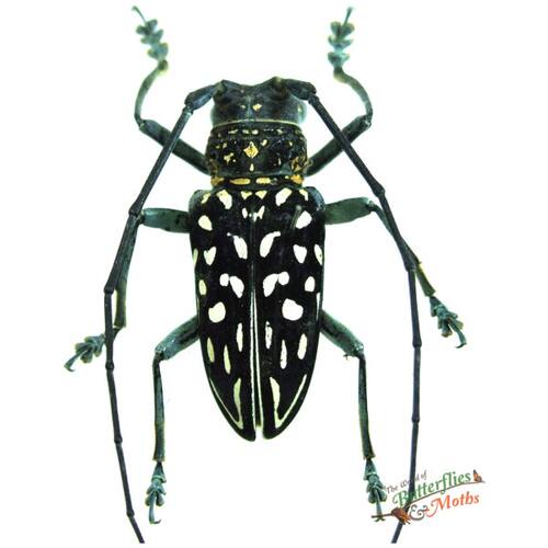 黄星天牛 Stellognata maculata F005 未整姿原虫昆虫标本