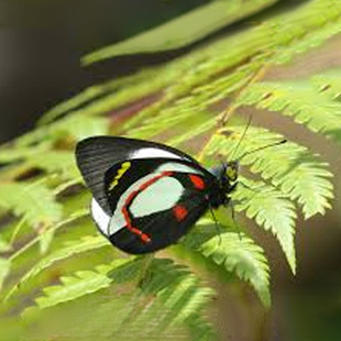 狄氏斑粉蝶 进口真蝴蝶标本原蝶 Delias dixeyi Mt.Arfak,W.Irian