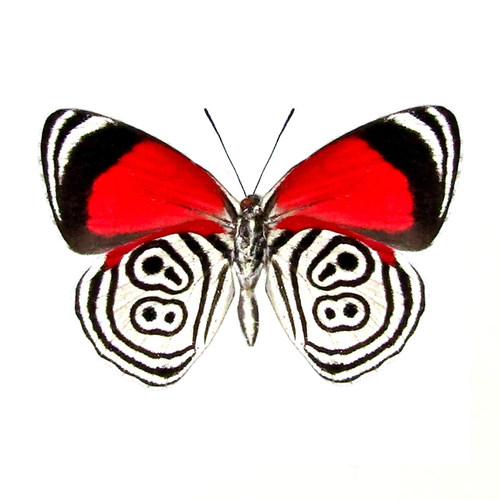 Diaethria clymena 数字蛱蝶 进口真蝴蝶标本 未展翅原蝶A1/A-