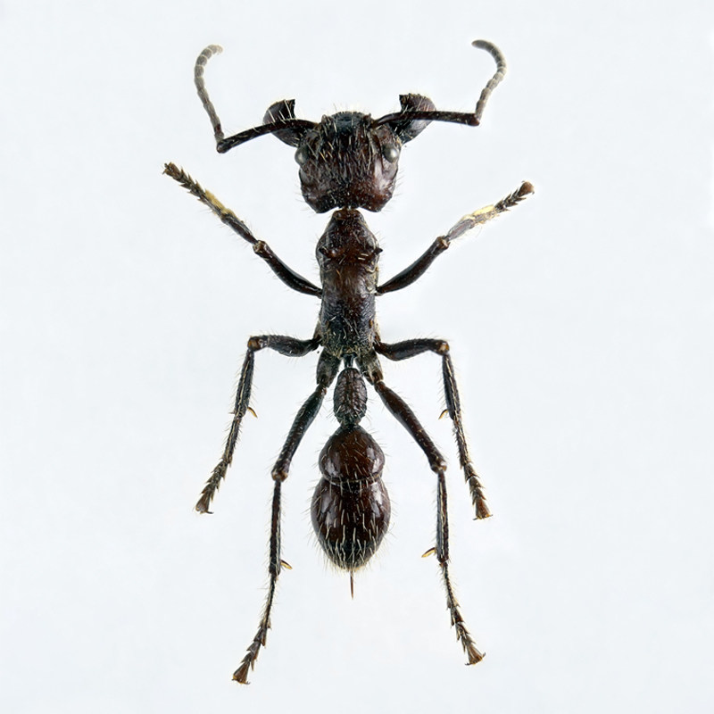 子弹蚁 Paraponera clavata 真昆虫蚂蚁标本 未整资原虫 A1/A-