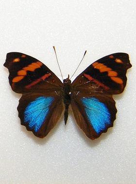 荫蛱蝶 Epiphile Orea 未展翅原蝶 昆虫标本未整姿 F004