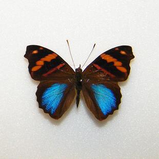 荫蛱蝶 Epiphile Orea 未展翅原蝶 昆虫标本未整姿 F004