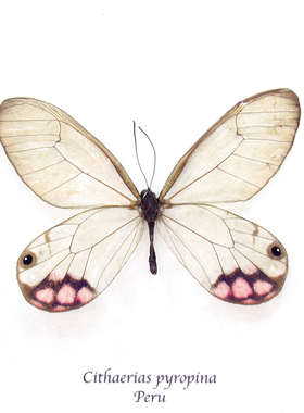 紫珠绡眼蝶Cithaerias Esmeralda F004 未整姿原蝶进口真蝴蝶标本