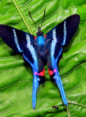 长尾松蚬蝶Rhetus arcius 未整姿原蝶  A004B006