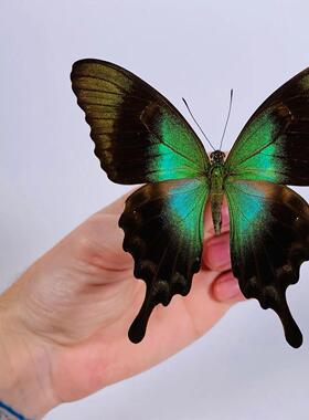 翡翠凤蝶 Papilio peranthus transiens未展翅原蝶进口真蝴蝶标本