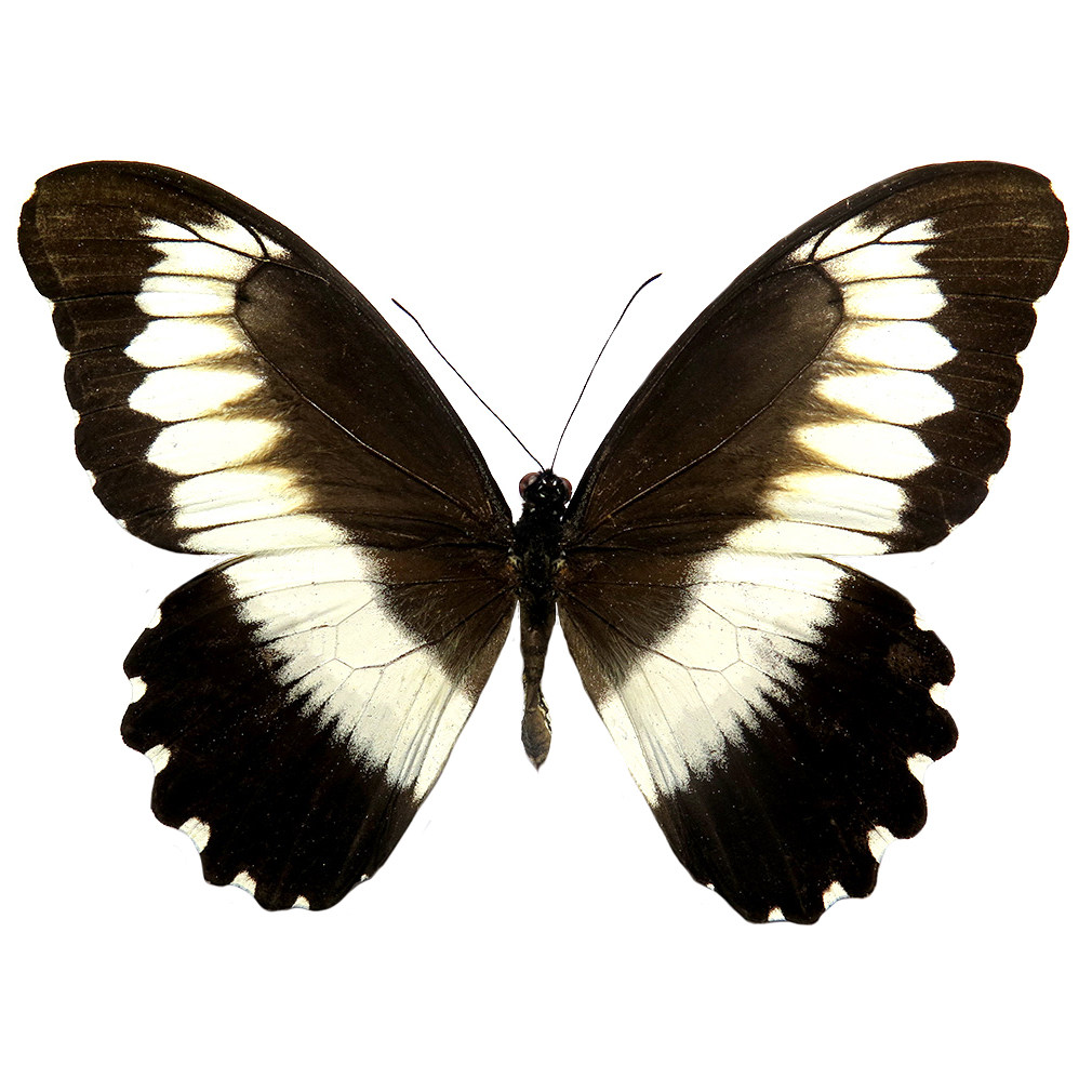 cymothoe lurida  黄亮漪蛱蝶 f024 未展翅原蝶