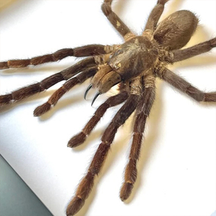 爪哇黄膝捕鸟蛛 真蜘蛛标本 Selenocosmia javanensis
