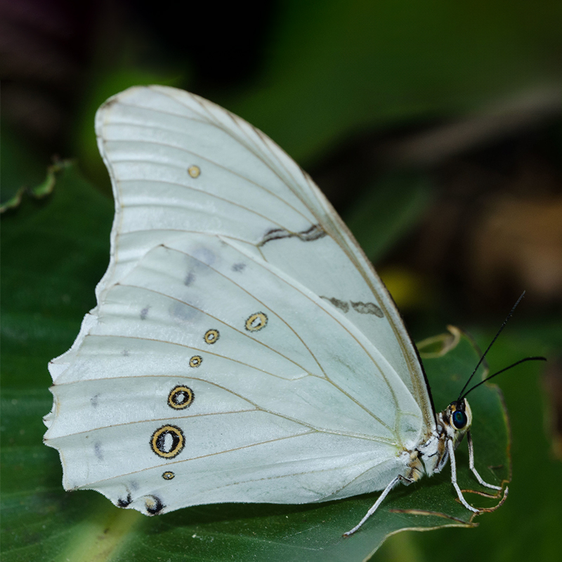 多音白闪蝶进口真蝴蝶标本原蝶
