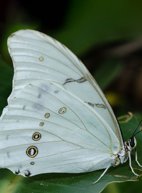 Morpho polyphemus 多音白闪蝶 进口真蝴蝶标本未展翅原蝶 A1/A-