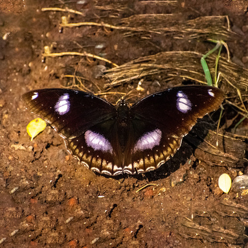 Hypolimnas bolina jacintha 幻紫斑蛱蝶 真蝴蝶标本未展翅原蝶A1