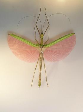 玫瑰竹节虫 Marmessoidea rosea 未整姿原虫 A1/A-