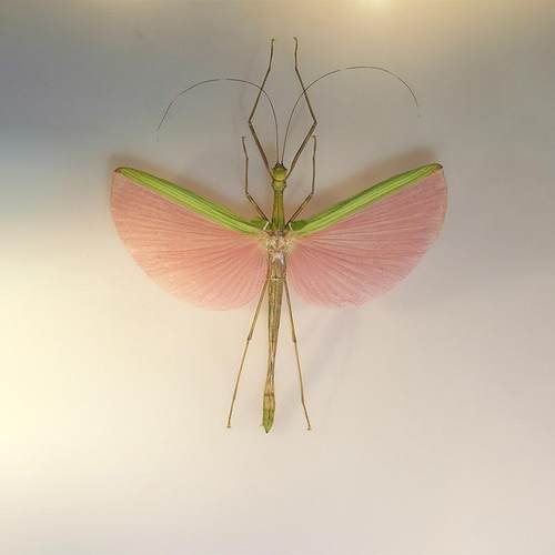 玫瑰竹节虫 Marmessoidea rosea 未整姿原虫 A1/A-