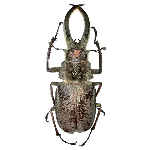 秘鲁四眼锹甲 Sphaenognathus feisthameli F009 未整姿昆虫标本