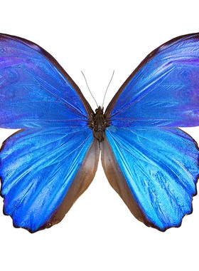 大蓝闪蝶进口真蝴蝶标本未展翅原蝶道具diy手工 Morpho didius A1