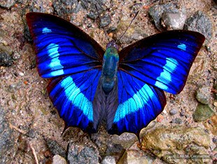 进口真蝴蝶标本 犬安蛱蝶 Cyanea B005 未展翅原蝶 Anaea