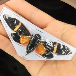 帕维笃蝉 Tosena pavie E011 未整姿原虫进口真昆虫标本