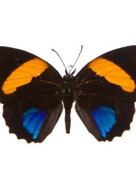 爱琴图蛱蝶 进口真蝴蝶标本未展翅原蝶 Callicore Aegina  A1