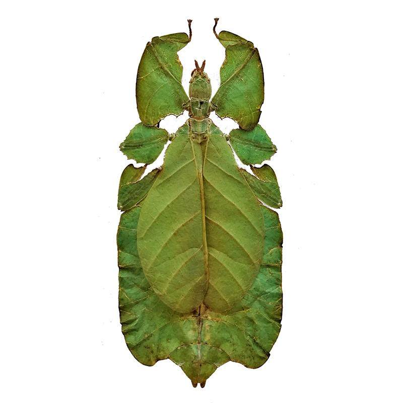 巨人叶修雌 Phyllium giganteum Largest of the world未整姿原虫