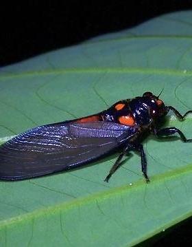 黑翅红娘子蝉 Huechys sanguinea E013 未整姿原虫昆虫标本