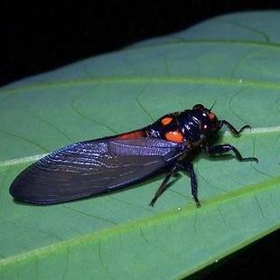 黑翅红娘子蝉 Huechys sanguinea E013 未整姿原虫昆虫标本