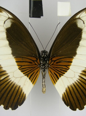 Papilio mechowianus 米带德凤蝶 进口真蝴蝶标本未展翅原蝶 A1