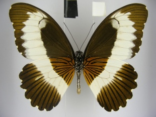 Papilio mechowianus 米带德凤蝶 进口真蝴蝶标本未展翅原蝶 A1