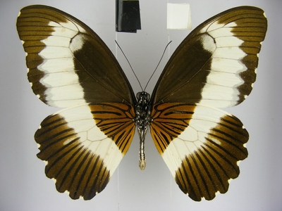Papilio mechowianus 米带德凤蝶 进口真蝴蝶标本未展翅原蝶 A1