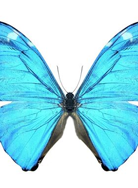 安东尼斯闪蝶Morpho adonis adonis 进口真蝴蝶标本未展翅原蝶A1