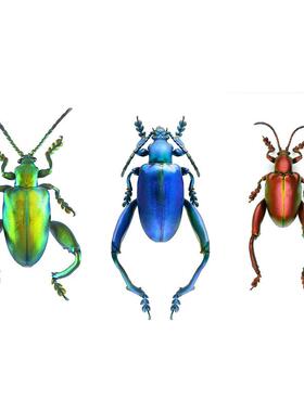 三色镜甲 sagra longicollis 未整姿原虫 A1/A-