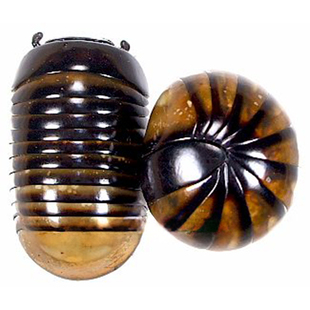 宝石马陆 Millipede sp8 未整姿原虫 A1/A-