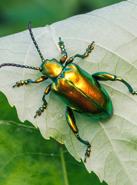 宝石蛙甲（金色）Sagra Femoralis 进口真昆虫标本未整姿原虫